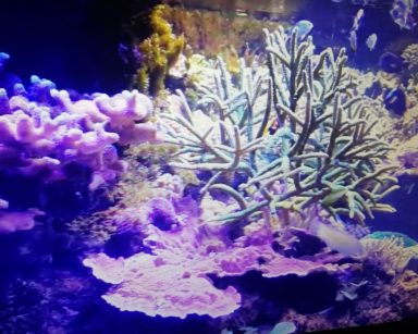 Podwodny krajobraz. Kolorowe koralowce, rośliny i pływające ryby.