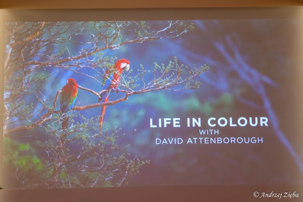 Kadr z programu "David Attenborough: Życie w kolorze". Na drzewie siedzą dwie kolorowe papugi.
