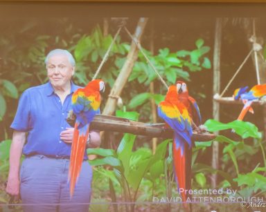 W tropikalnym lesie stoi starszy mężczyzna. Obok niego kolorowe papugi.