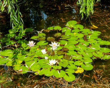 Staw. Na jego powierzchni zielone liście i białe lilie wodne.