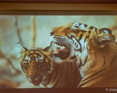 Na ekranie projektora kadr z filmu przyrodniczego. Zbliżenie dwóch młodych tygrysów.
