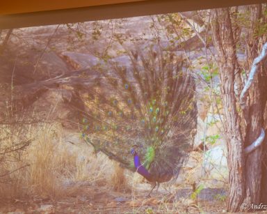 Na ekranie projektora kadr z filmu przyrodniczego. Miedzy drzewami paw z rozłożonym kolorowym ogonem z piór.