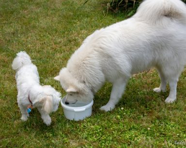 Na trawniku dwa białe psy Mitsu i Capri. Piją wodę z białej miski.
