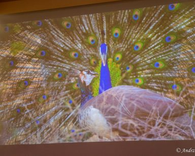 Na ekranie projektora kadr z filmu przyrodniczego. Dwa pawie. Jeden rozkłada kolorowy ogon z piór.