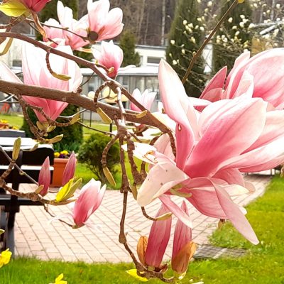 Słoneczny dzień. Wiosenny ogród. Na pierwszym planie zbliżenie kwitnącej magnolii z różowymi kwiatami.