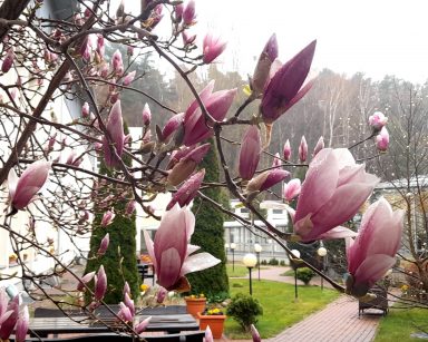 Deszczowy dzień. Wiosenny ogród. Na pierwszym planie zbliżenie kwitnącej magnolii z różowymi kwiatami.