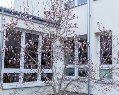 Ogród przed budynkiem. W rogu magnolia z różowymi kwiatami, żółte żonkile.