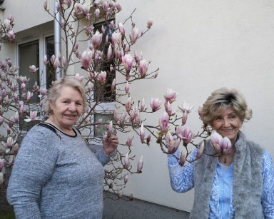 Słoneczny dzień. Przy magnolii z różowymi kwiatami pozują dwie seniorki. Uśmiechają się.