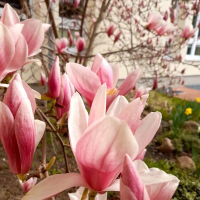 Kwitnąca magnolia z biało-różowymi kwiatami.