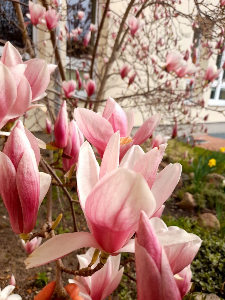 Kwitnąca magnolia z biało-różowymi kwiatami.