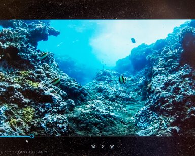Kadr z filmu. Podwodna rafa i kolorowe rybki.