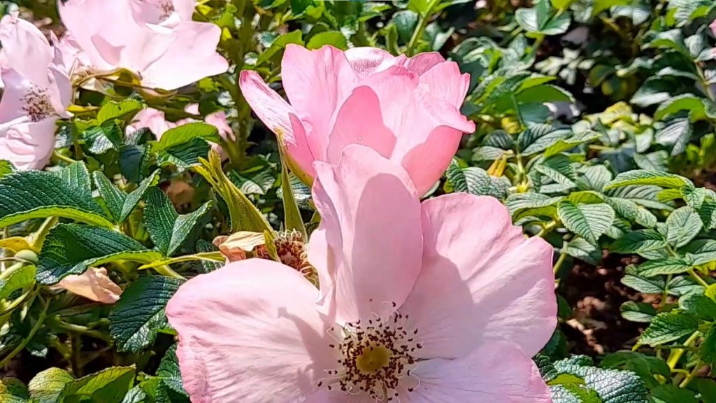 Ogród. Zbliżenie na różany krzew z różowymi kwiatami.