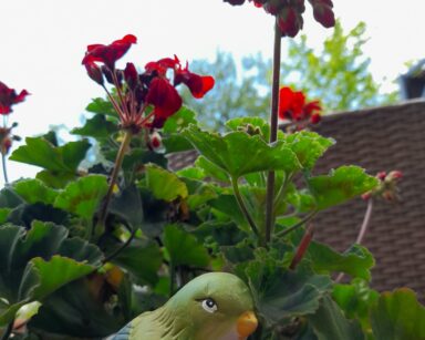 Ptaszki w ogrodzie