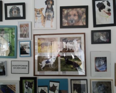 Zbliżenie. Ściana. Kolorowe ramki a w nich zdjęcia psów i kotów oraz napis zaadoptowanie szczęściarze.