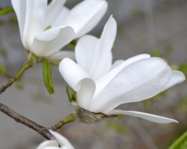 Zbliżenie. Gałązka drzewa, na nim białe kwiaty magnolii.