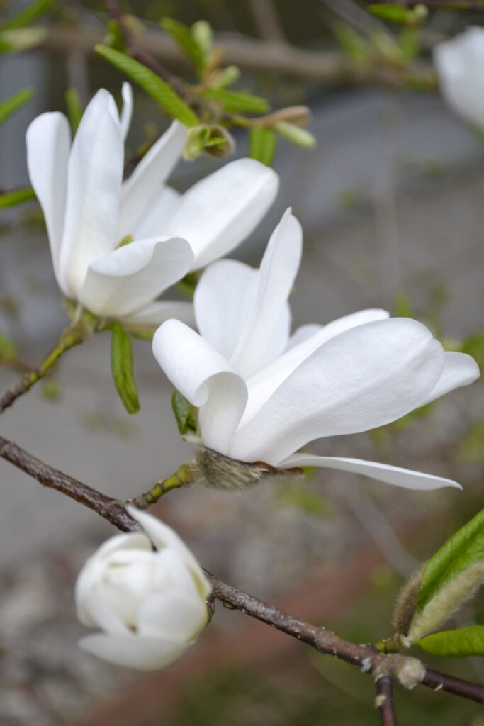 Zbliżenie. Gałązka drzewa, na nim białe kwiaty magnolii.