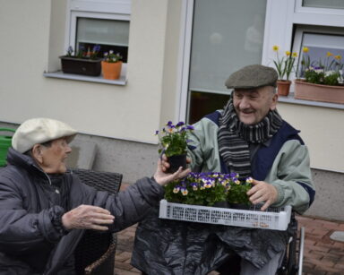 Zbliżenie. Ogród. Senior podaje uśmiechniętej seniorce ze skrzyneczki doniczkę z kwiatem. W tle na oknach wiosenne kwiaty.