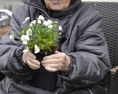 Zbliżenie. Seniorka w białym berecie i płaszczu trzyma w rękach doniczkę z kwiatami. Seniorka pozuje do zdjęcia.