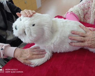 Foka Paro jak zwykle skuteczna