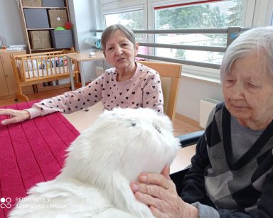 Foka Paro jak zwykle skuteczna