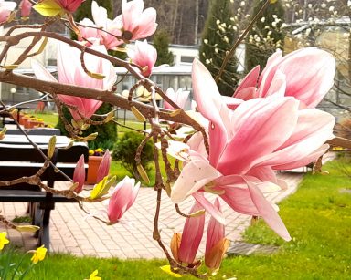Słoneczny dzień. Wiosenny ogród. Na pierwszym planie zbliżenie kwitnącej magnolii z różowymi kwiatami.