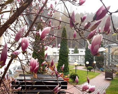 Deszczowy dzień. Wiosenny ogród. Na pierwszym planie zbliżenie kwitnącej magnolii z różowymi kwiatami.