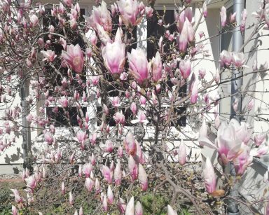 Słoneczny dzień. Wiosenny ogród. Na pierwszym planie kwitnąca magnolia z różowymi kwiatami.