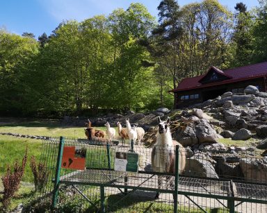Pogodny dzień. Gdańskie ZOO. Na wybiegu lamy.