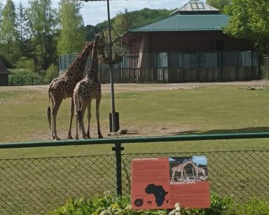 Pogodny dzień. Gdańskie ZOO. Na wybiegu dwie żyrafy.