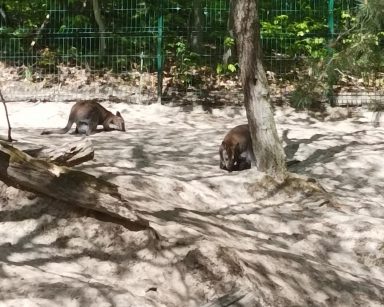 Pogodny dzień. Gdańskie ZOO. Na wybiegu dwa kangury.