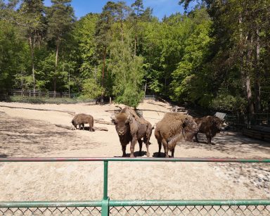 Pogodny dzień. Gdańskie ZOO. Na wybiegu żubry.