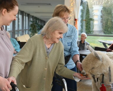 Zbliżenie. Seniorka w zielonym swetrze podtrzymywana pod rękę przez młoda kobietę, karmi kremową lamę.