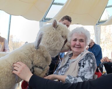 Zbliżenie. Uśmiechnięta seniorka odwraca głowę, obok lama zbliżyła pyszczek do twarzy kobiety.